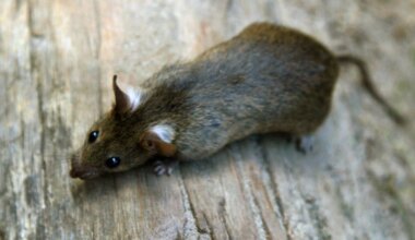 Ratten und Mäuse im Hotelzimmer: Hat man ein Recht auf Preisminderung? - München