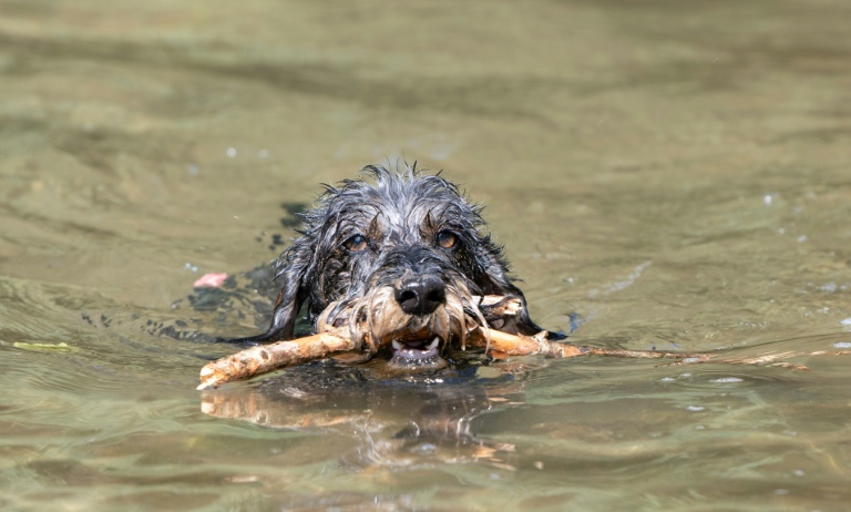 Eine Frau, die einen Jagderlaubnisschein hat und ihren Rauhaardackel zum Jagdhund ausbildete, muss für diesen trotzdem die volle Hundesteuer der Stadt Münster zahlen. Das entschied das Verwaltungsgericht der nordrhein-westfälischen Stadt. (THOMAS KIENZLE)