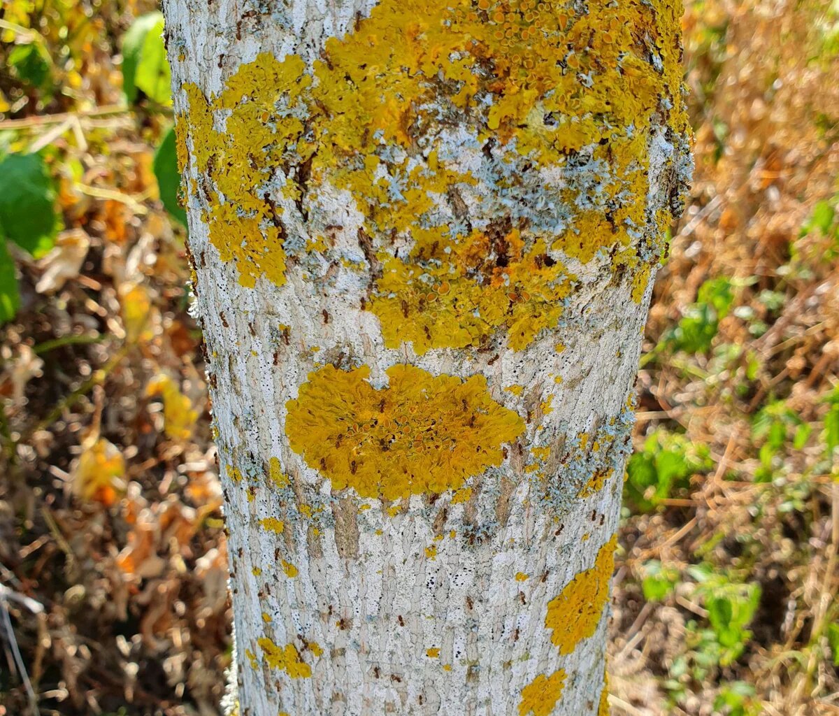 Genervte Anwohner - Weitere invasive Ameisenart im Südwesten unterwegs - Wissen