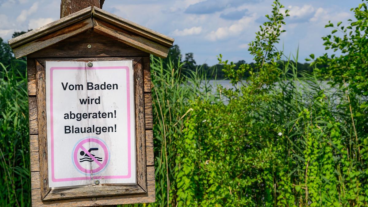 Berlin & Brandenburg: Blaualgen in Branitzer und Madlower See nachgewiesen