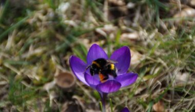 Wildbienen helfen – aber wie? – Tipps vom Amt für Umwelt – und Naturschutz des Rhein-Sieg-Kreises – …AusBadHonnef.de