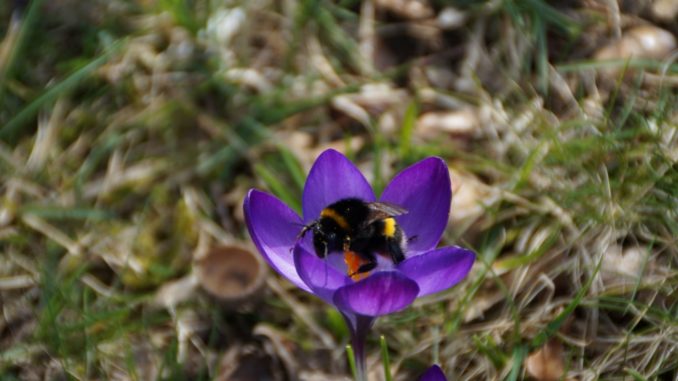 Wildbienen helfen – aber wie? – Tipps vom Amt für Umwelt – und Naturschutz des Rhein-Sieg-Kreises – …AusBadHonnef.de
