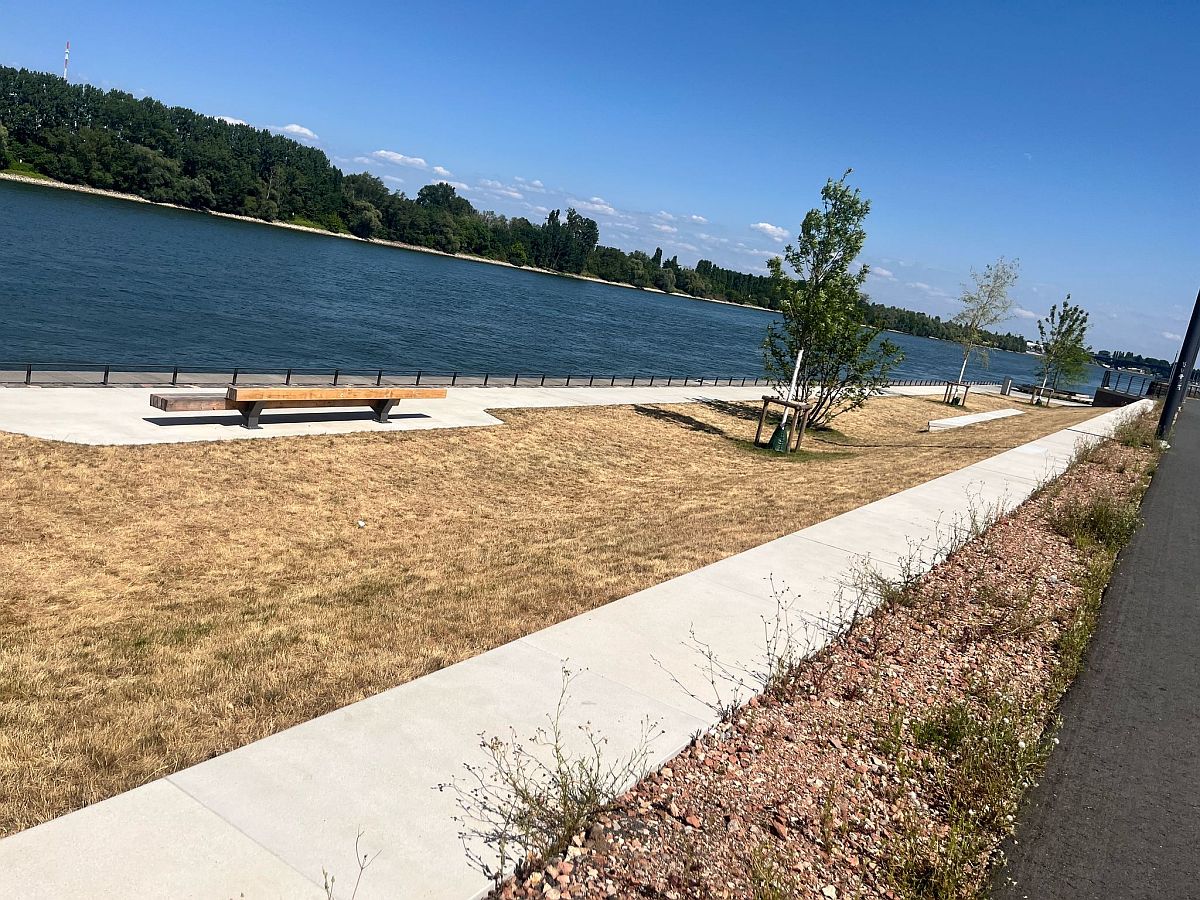 Braunes Grünufer auf der Nordmole in Mainz: Wässerung per Wasserfass - Zollhafen GmbH: Rasen wird zwei Mal pro Woche gewässert