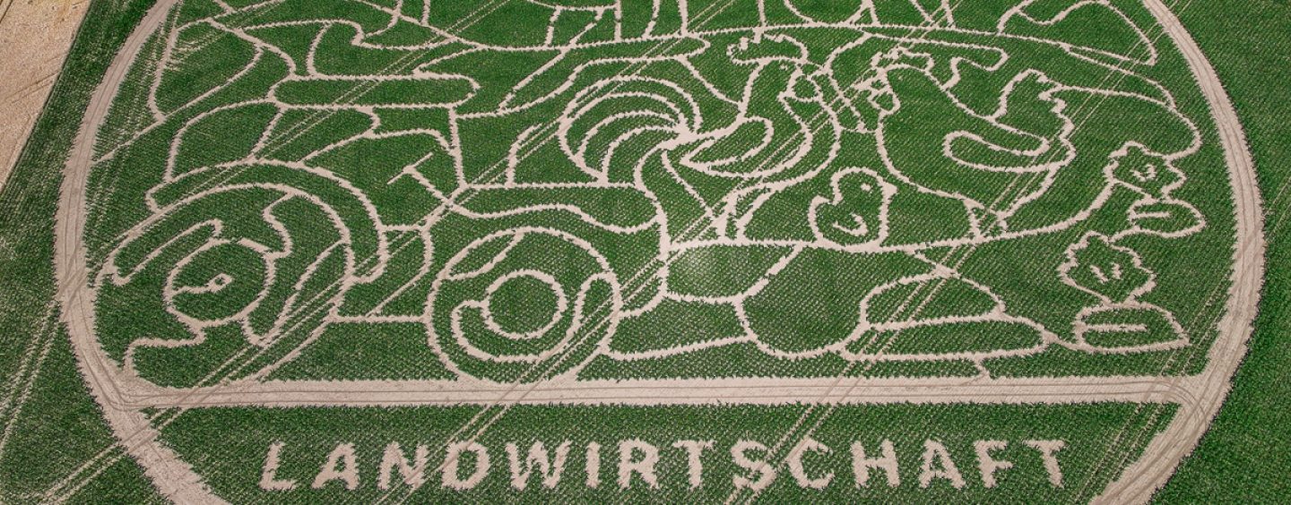Maislabyrinth geht in die fünfte Saison