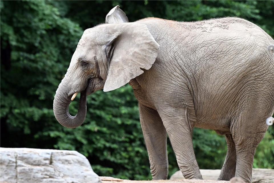 Den Namen Tuffi trägt im Wuppertaler Zoo eine junge Elefanten-Dame.  Federico Gambarini/dpa