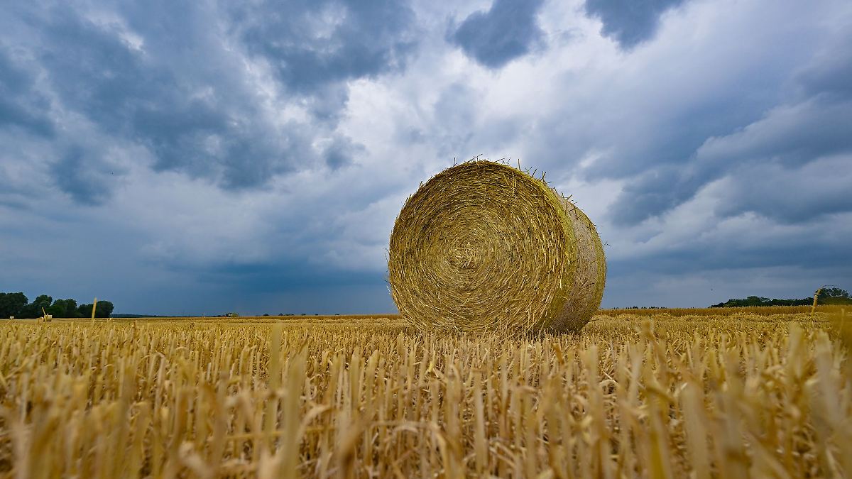 Berlin & Brandenburg: Bauernverband: Regen kommt für Sonnenblumen gerade richtig