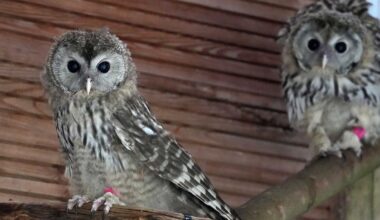 Sachsen: Habichtskäuze aus Zoo Leipzig nach Österreich gebracht