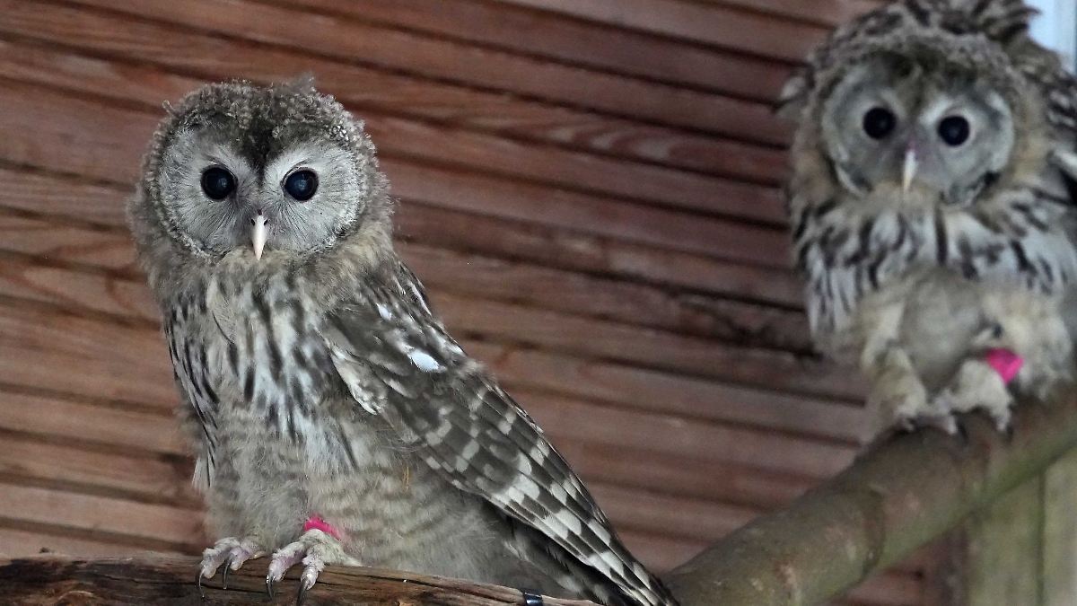 Sachsen: Habichtskäuze aus Zoo Leipzig nach Österreich gebracht