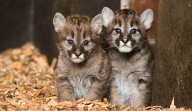 Niedersachsen & Bremen: Zwei Puma-Junge im Zoo Ströhen geboren