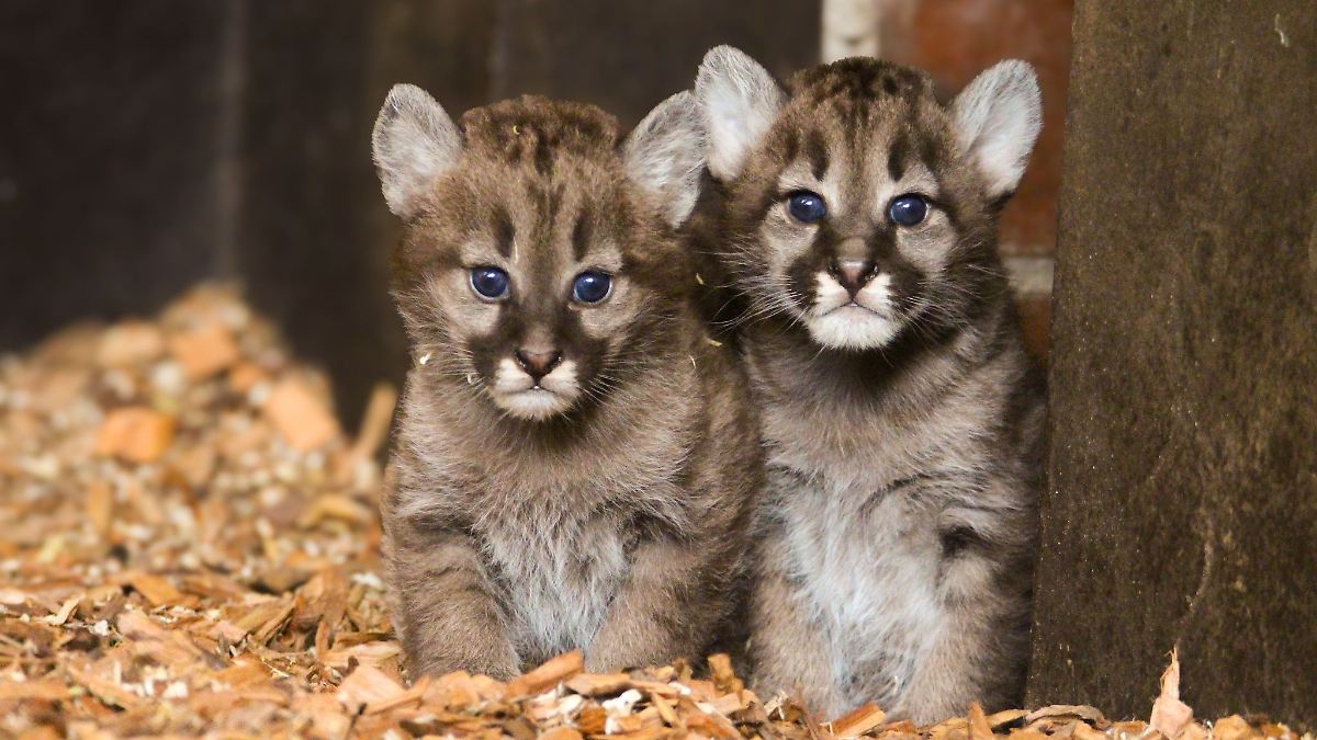 Niedersachsen & Bremen: Zwei Puma-Junge im Zoo Ströhen geboren