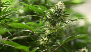 Niedersachsen & Bremen: Haftbefehl nach Fund von Cannabis-Plantage