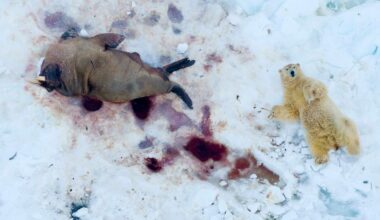 Photographer of the Year Award 2025: Magie der Vogelperspektive