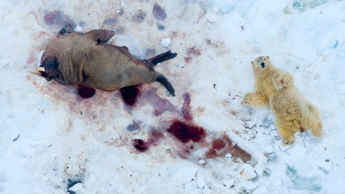 Photographer of the Year Award 2025: Magie der Vogelperspektive