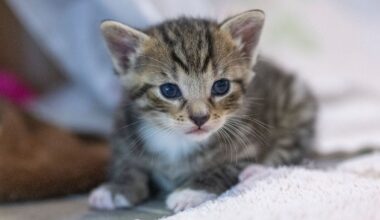 Hessen: Drei Katzenbabys in Frankfurt an A66 ausgesetzt