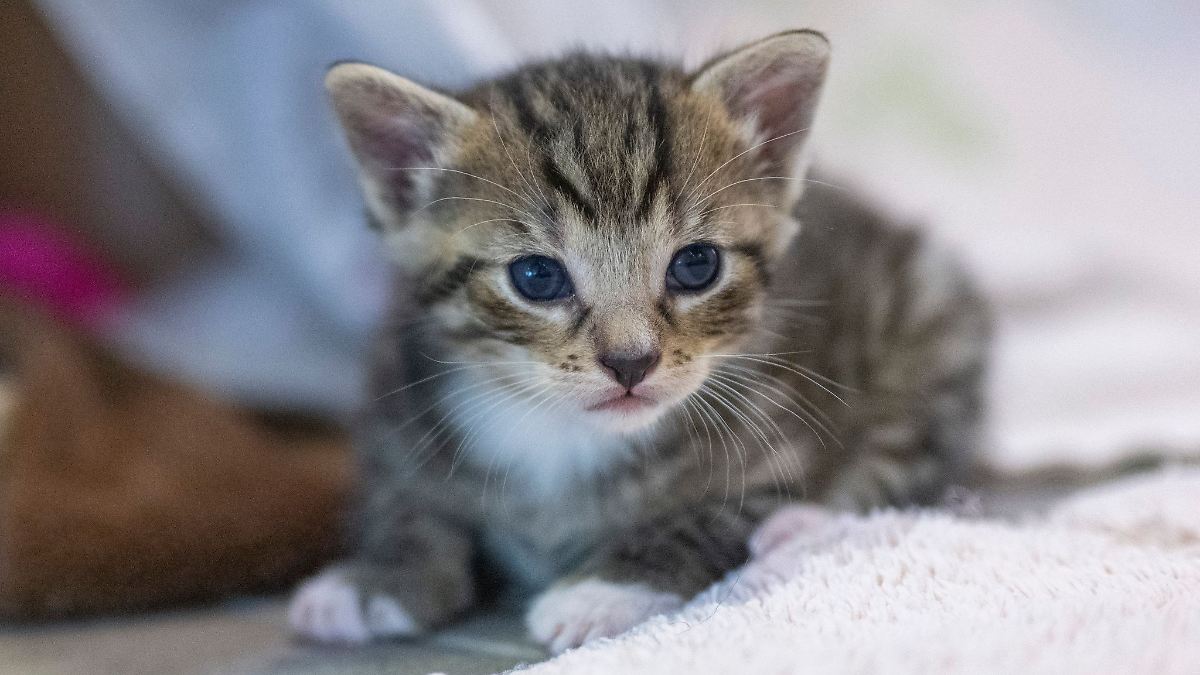 Hessen: Drei Katzenbabys in Frankfurt an A66 ausgesetzt