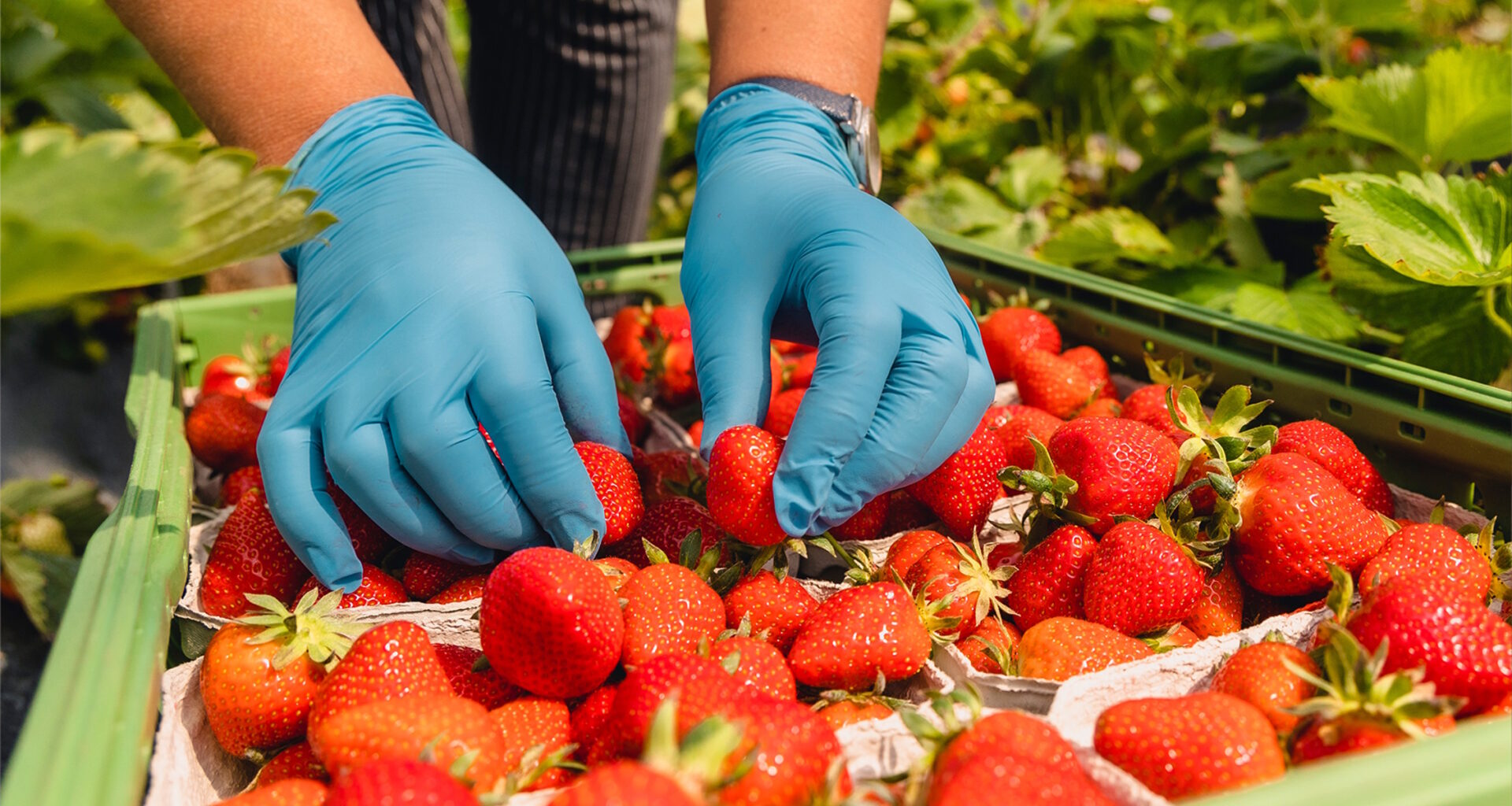 IG BAU wirbt für faire Bezahlung der Erntehelfer in Leipzig · Leipziger Zeitung