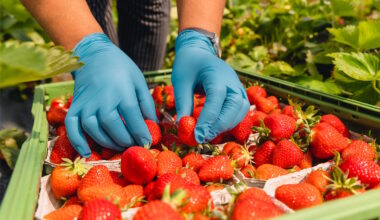 IG BAU wirbt für faire Bezahlung der Erntehelfer in Leipzig · Leipziger Zeitung