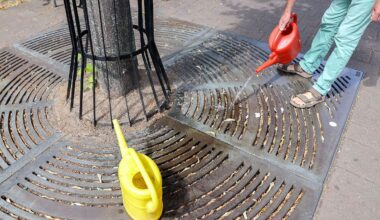 Berlin & Brandenburg: Junge Stadtbäume brauchen Wasser