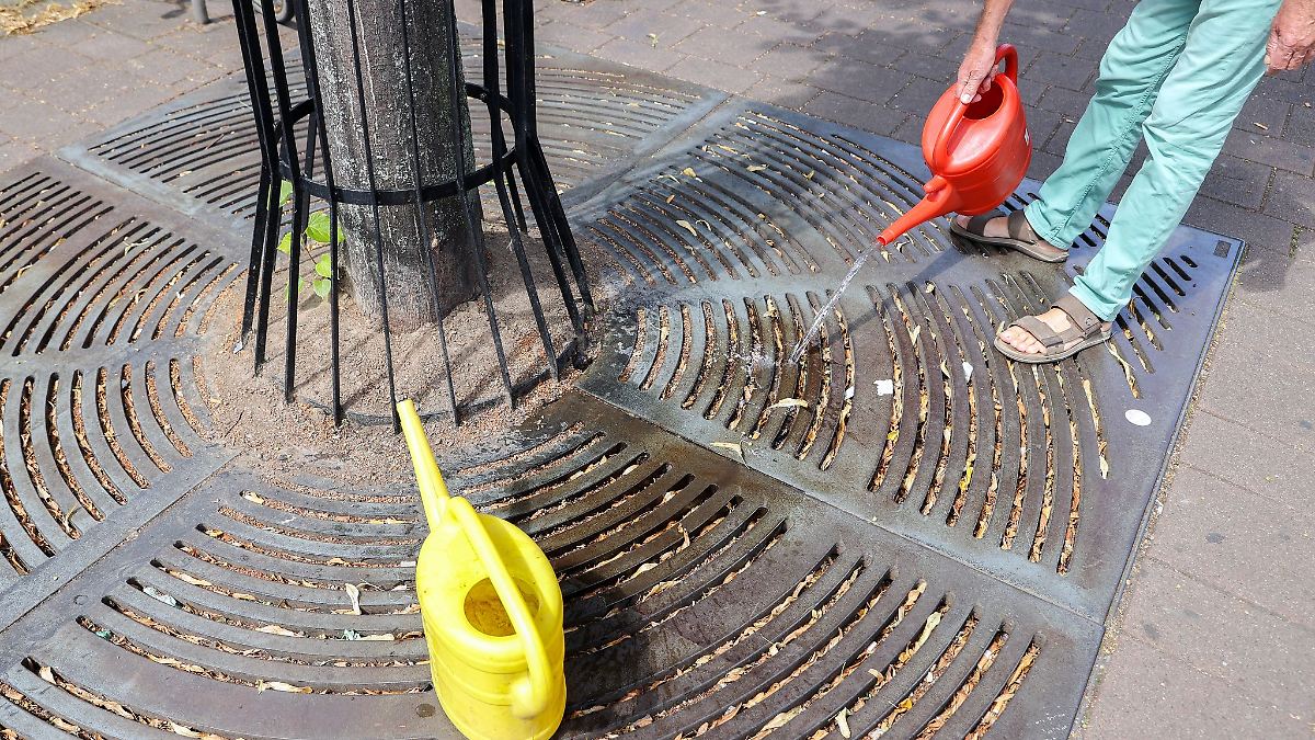Berlin & Brandenburg: Junge Stadtbäume brauchen Wasser