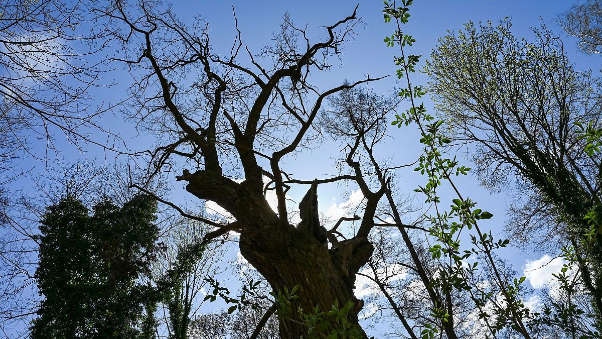 Berlin & Brandenburg: Wie hat der älteste Baum Berlins den Sturm überstanden?