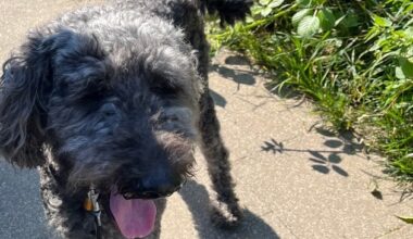 POL-E: Essen: Polizei rettet zurückgelassenen Hund aus überhitztem Auto