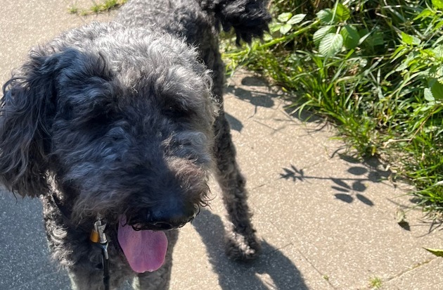 POL-E: Essen: Polizei rettet zurückgelassenen Hund aus überhitztem Auto