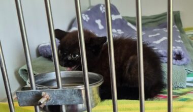 POL-KI: 250709.2 Kiel: Kampflustige Katze entpuppt sich als Kätzchen