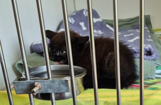 POL-KI: 250709.2 Kiel: Kampflustige Katze entpuppt sich als Kätzchen