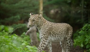 Nordrhein-Westfalen: Seltene Leoparden-Geburt im Zoo Münster