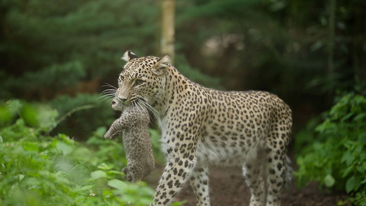 Nordrhein-Westfalen: Seltene Leoparden-Geburt im Zoo Münster