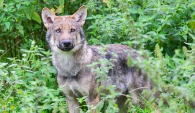 Niedersachsen & Bremen: Zahl der Wolfsrudel in Niedersachsen stabil
