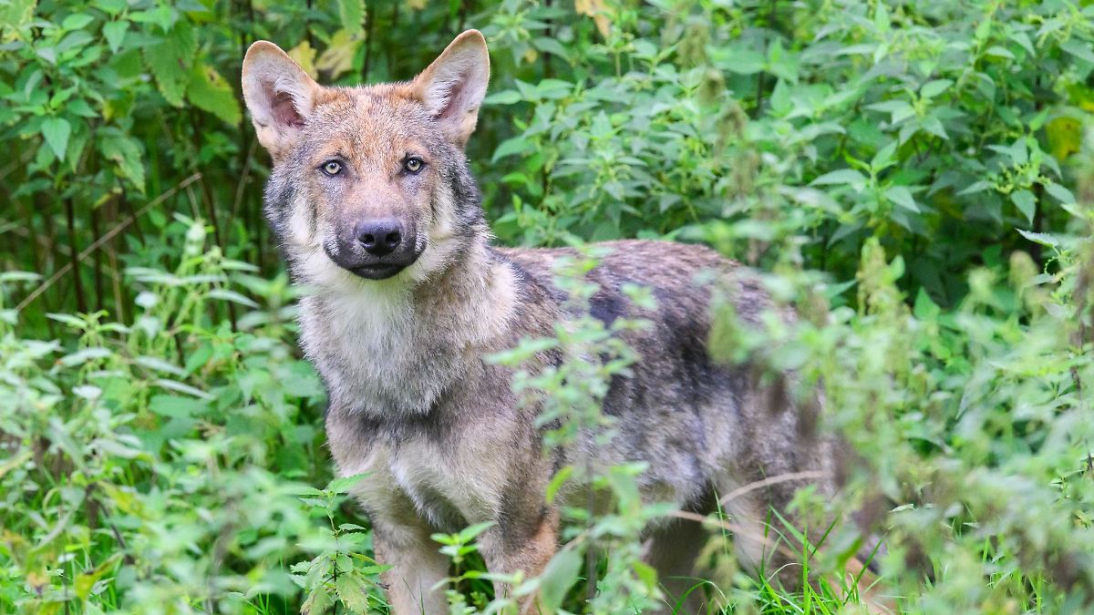 Niedersachsen & Bremen: Zahl der Wolfsrudel in Niedersachsen stabil