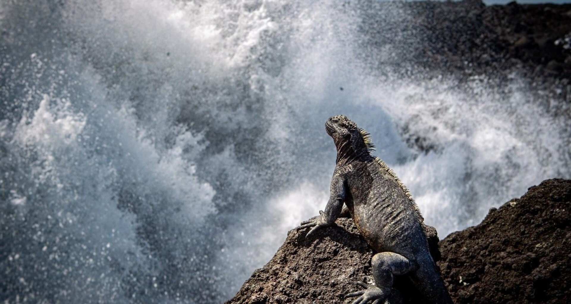 Galápagos-Meerechsen zählen für die Wissenschaft · Leipziger Zeitung