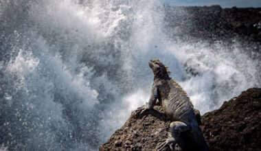Galápagos-Meerechsen zählen für die Wissenschaft · Leipziger Zeitung