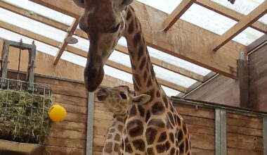 Sachsen: Giraffennachwuchs im Leipziger Zoo