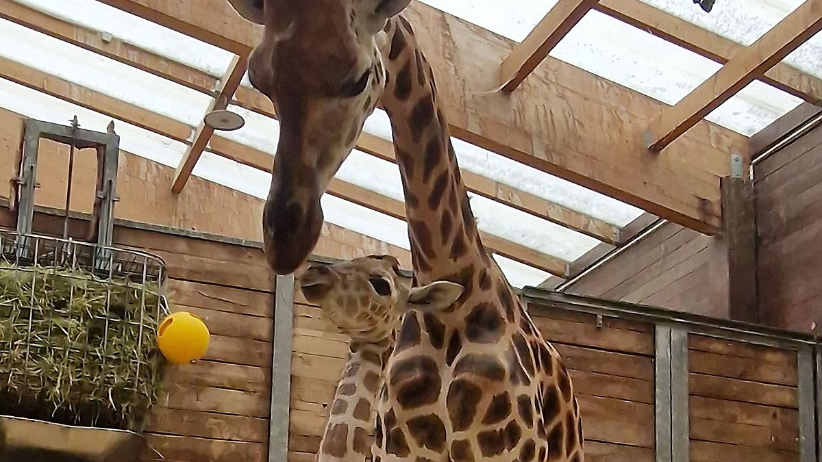 Sachsen: Giraffennachwuchs im Leipziger Zoo