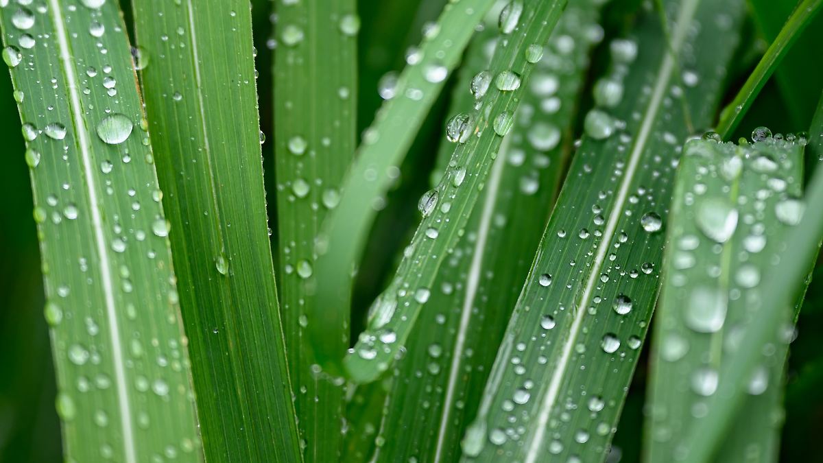 Berlin & Brandenburg: Regen, Hagel und Gewitter in Berlin und Brandenburg erwartet
