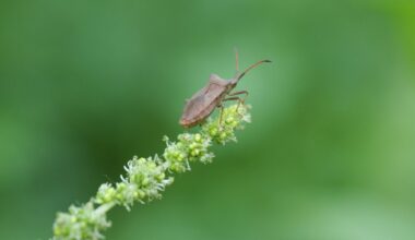 Neuer c’t Fotografie-Wettbewerb: Käfer und Insekten ins richtige Licht setzen