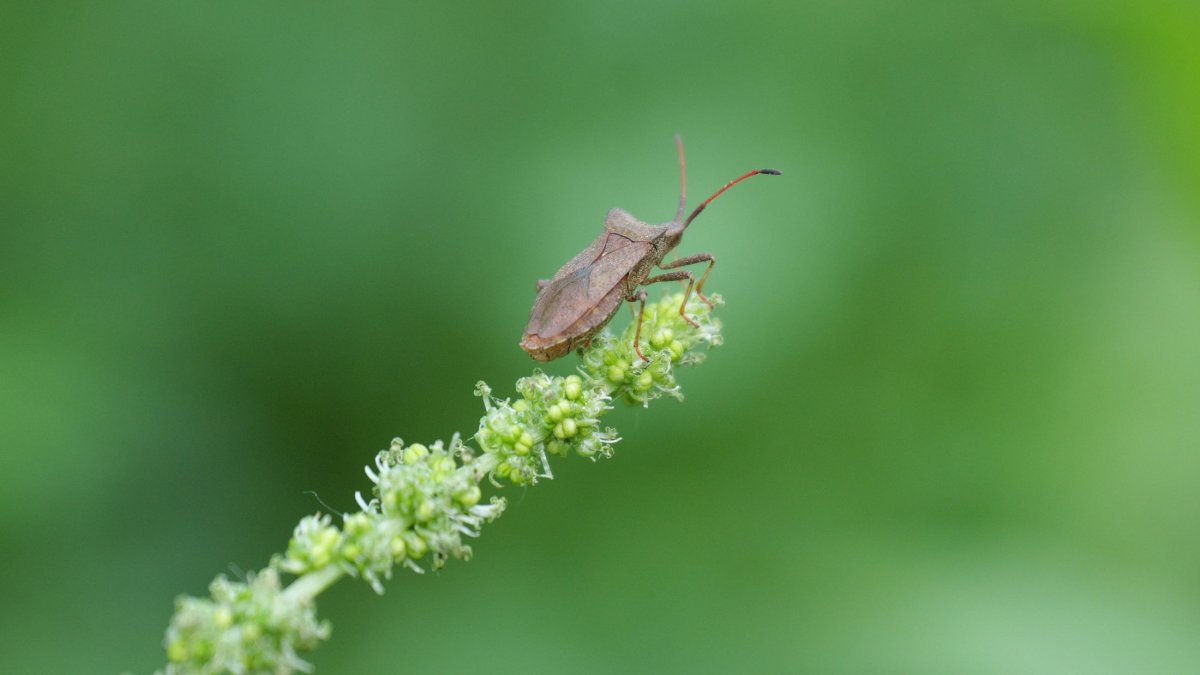 Neuer c’t Fotografie-Wettbewerb: Käfer und Insekten ins richtige Licht setzen