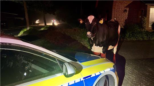 Passanten meldeten der Polizei in Hammah eine umherstreunende Kuh.