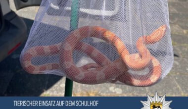 Mannheim – Tierischer Einsatz auf dem Schulhof oder Biologie live – mal anders – /// MRN-News.de