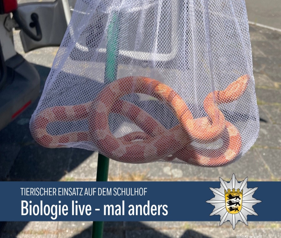 Mannheim – Tierischer Einsatz auf dem Schulhof oder Biologie live – mal anders – /// MRN-News.de