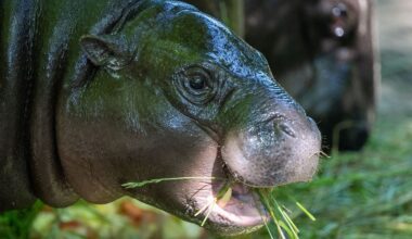 Berlin & Brandenburg: Mini-Hippo Toni bleibt noch bis Ende August im Berliner Zoo