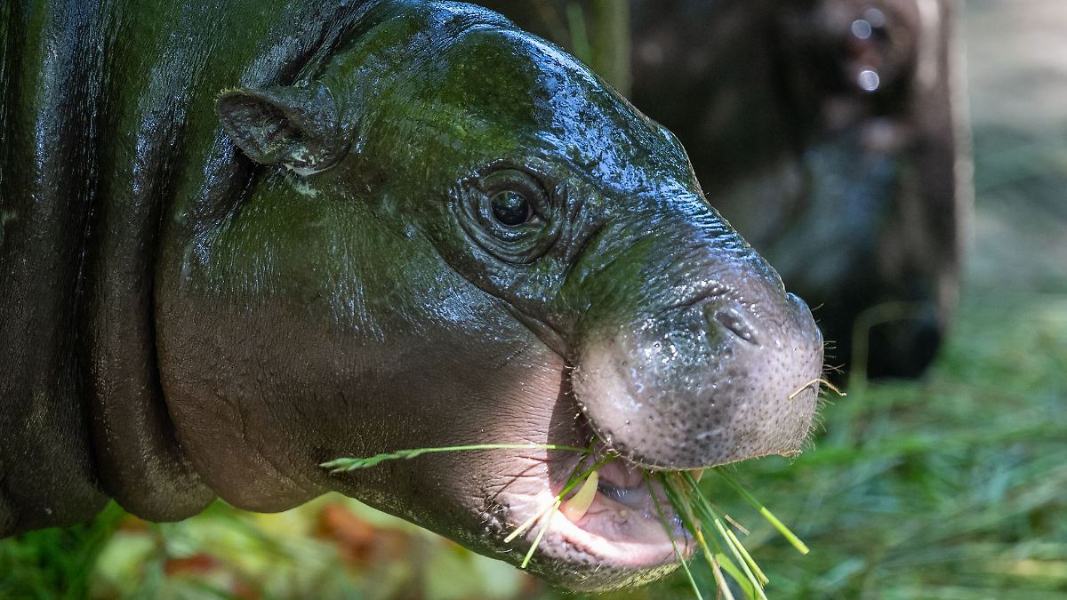 Berlin & Brandenburg: Mini-Hippo Toni bleibt noch bis Ende August im Berliner Zoo