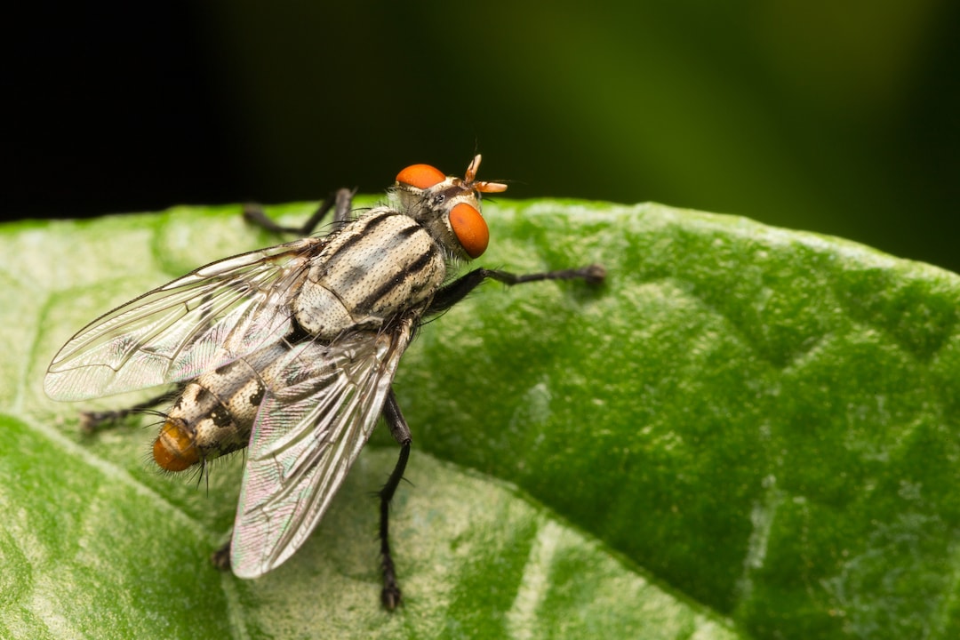 Macro small flies