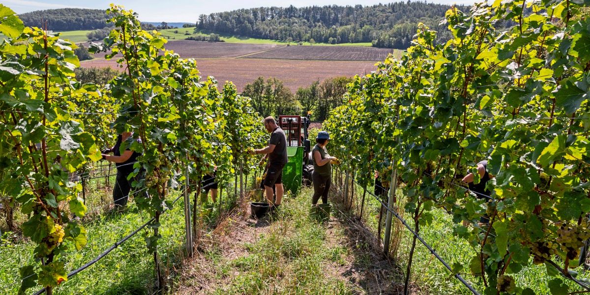 Ilija Trojanow: "Unsere Haltung zum Rausch ist nicht geklärt" - Literatur