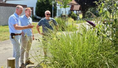 Halle gestaltet Beete insektenfreundlich um