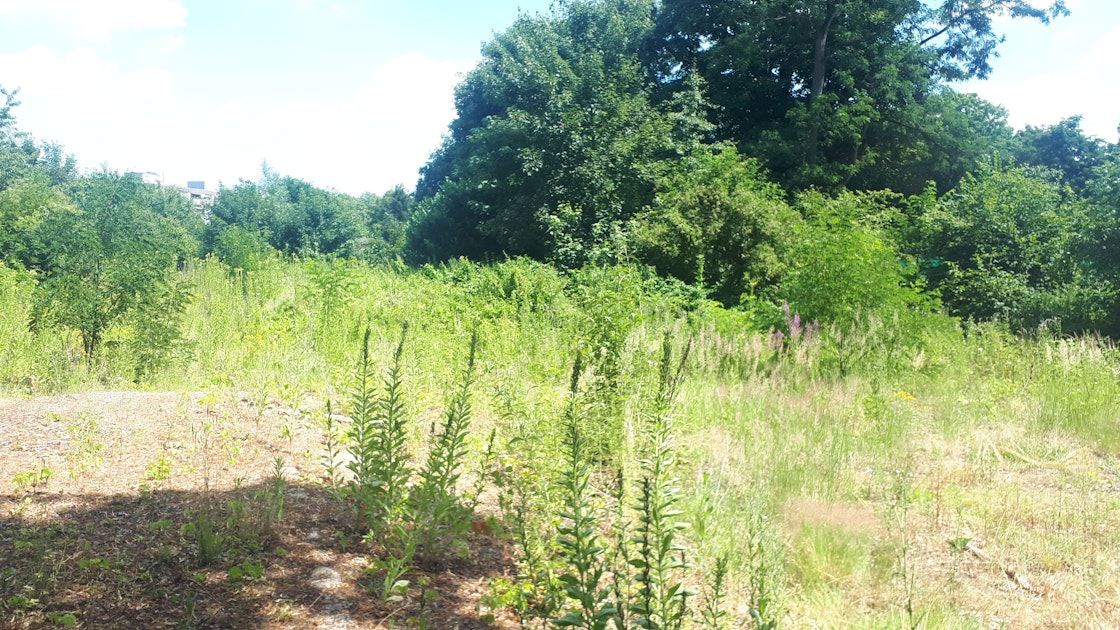 Tennisclub und Kleingärten: Neues Projekt entsteht am Blücherpark