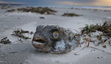 Giftige Algenblüte tötet massenhaft Meerestiere vor Südaustralien
