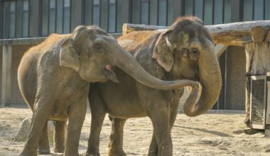 Tierpark in Berlin-Lichtenberg sammelt Spenden: Elefanten-WG soll Mitbewohner bekommen